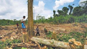 Teak Tree Cutting