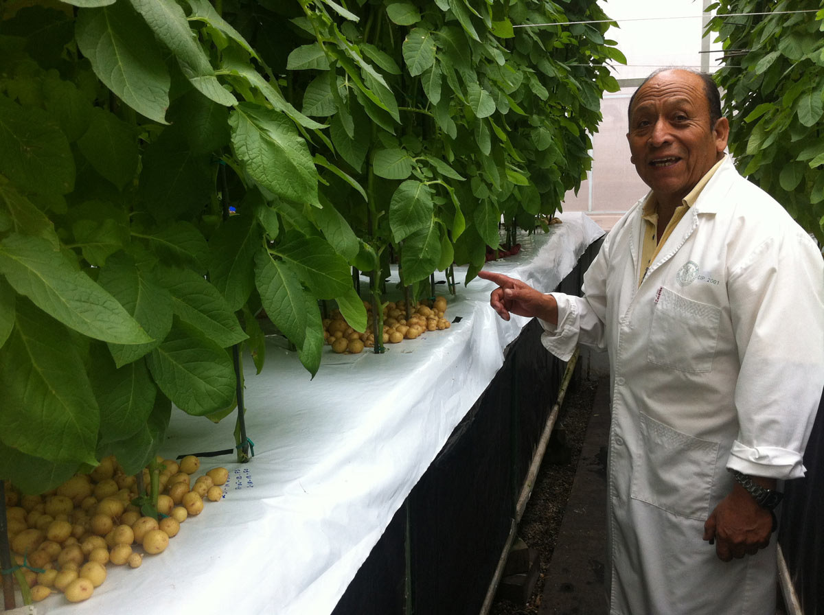 Aeroponic Potato Farming