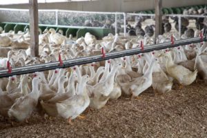 Duck Farming in India