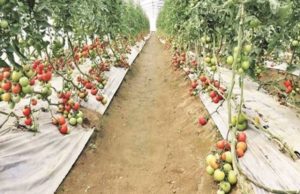 Vegetables Cultivation