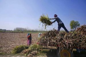 sugarcane farming