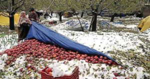 Apple Farmers