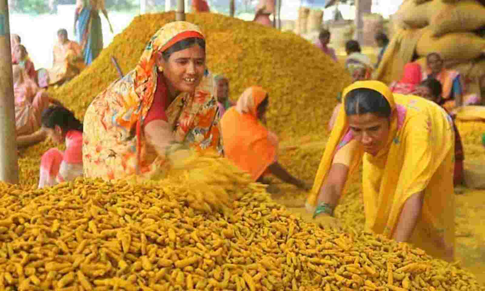 Turmeric Farming