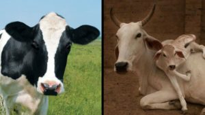 Desi Cow and Jersey Cow