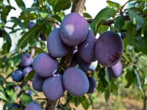 Plum Cultivation: