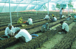 Sandalwood Cultivating 