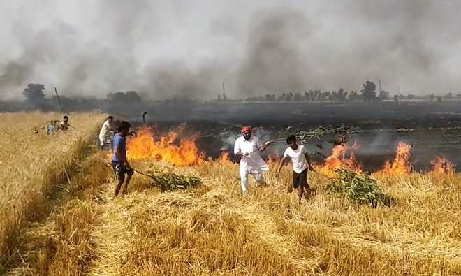 Wheat Crop