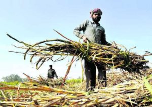 Sugarcane Farmers