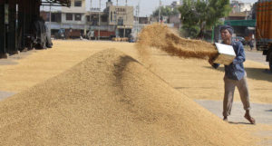 Wheat Procurement