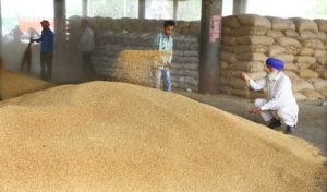 Wheat Procurement