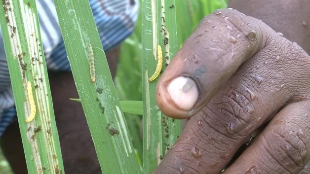 Leaf Folder Management Rice