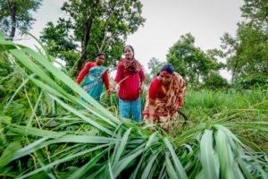 Lemongrass Farming