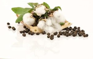 cotton seed price