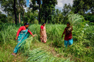 Lemongrass Farming