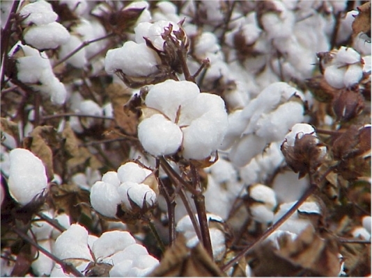 Cotton Crop 