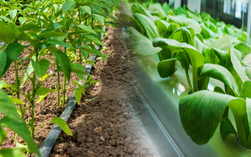 Organic vs Hydroponics