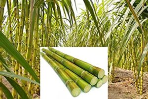 sugarcane farming