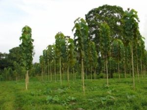 Teak Trees