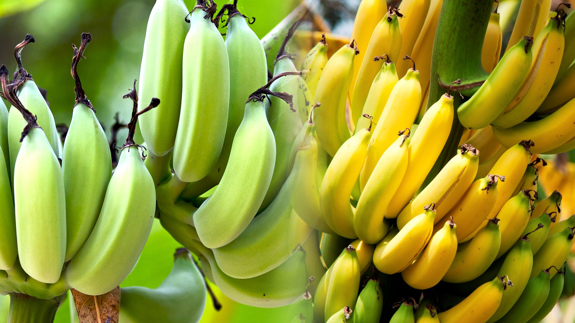 Ripen Bananas