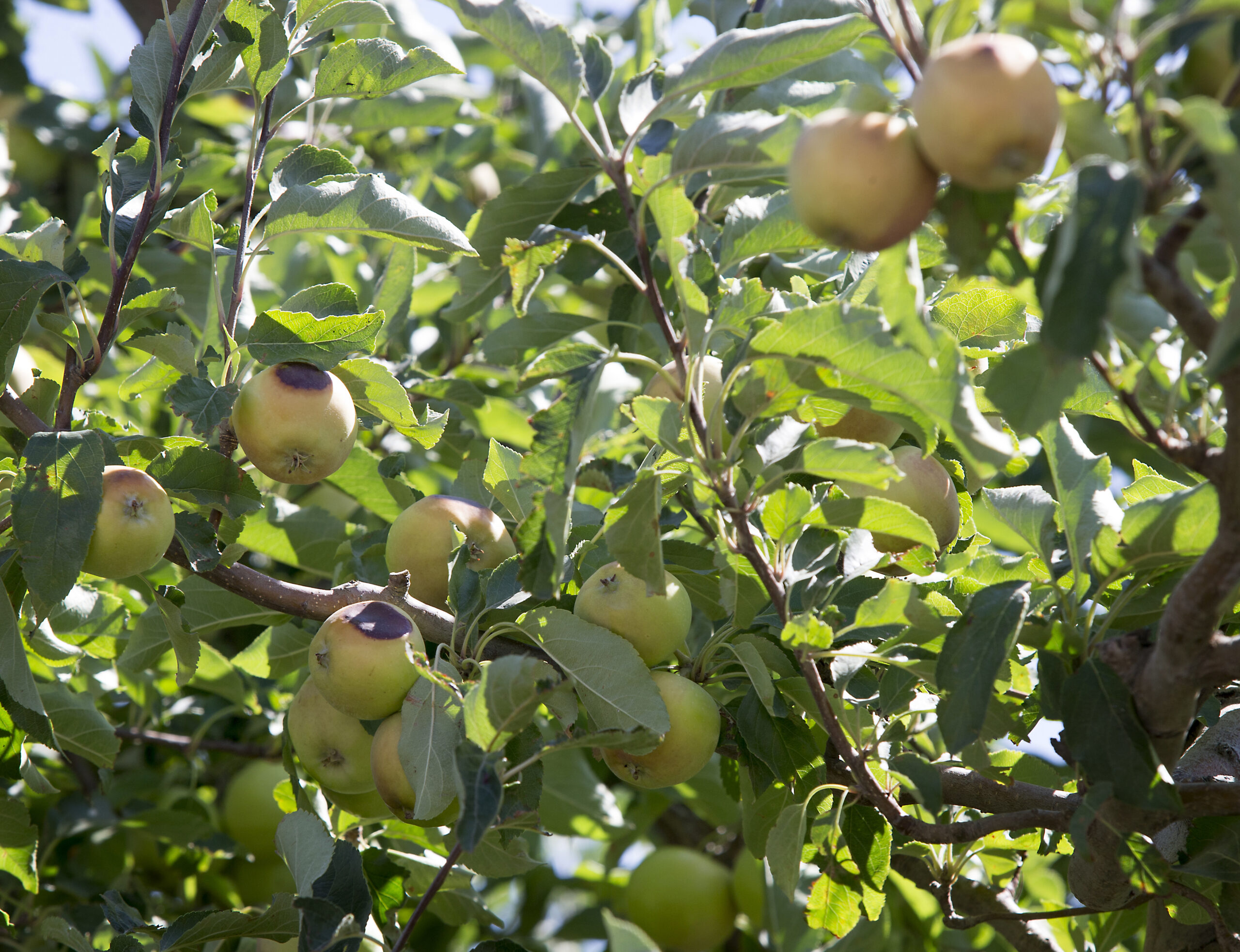 Thai Apple Plum