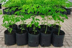 Moringa Plant