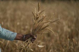 Wheat Production