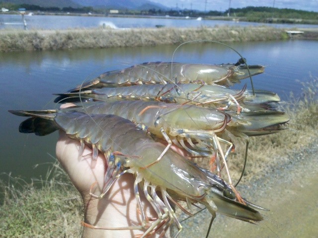 Prawn Farming