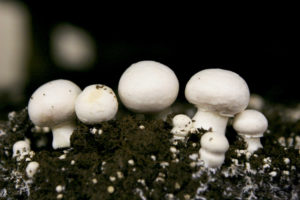 Mushroom Cultivation