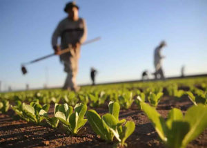 Israel Farming