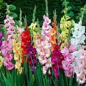 gladiolus