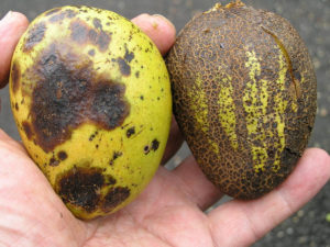 Damaged Mangos