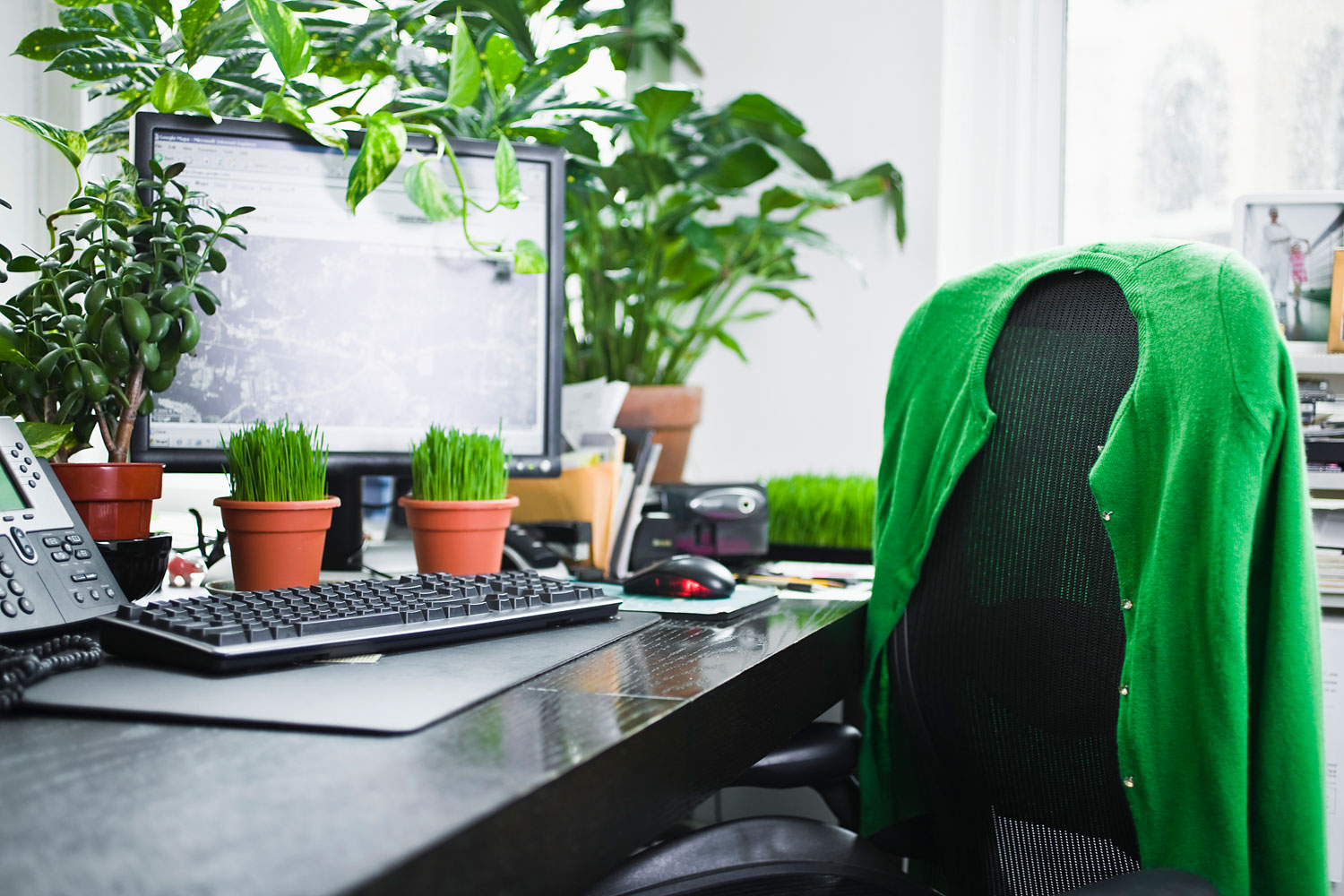 Office Plants