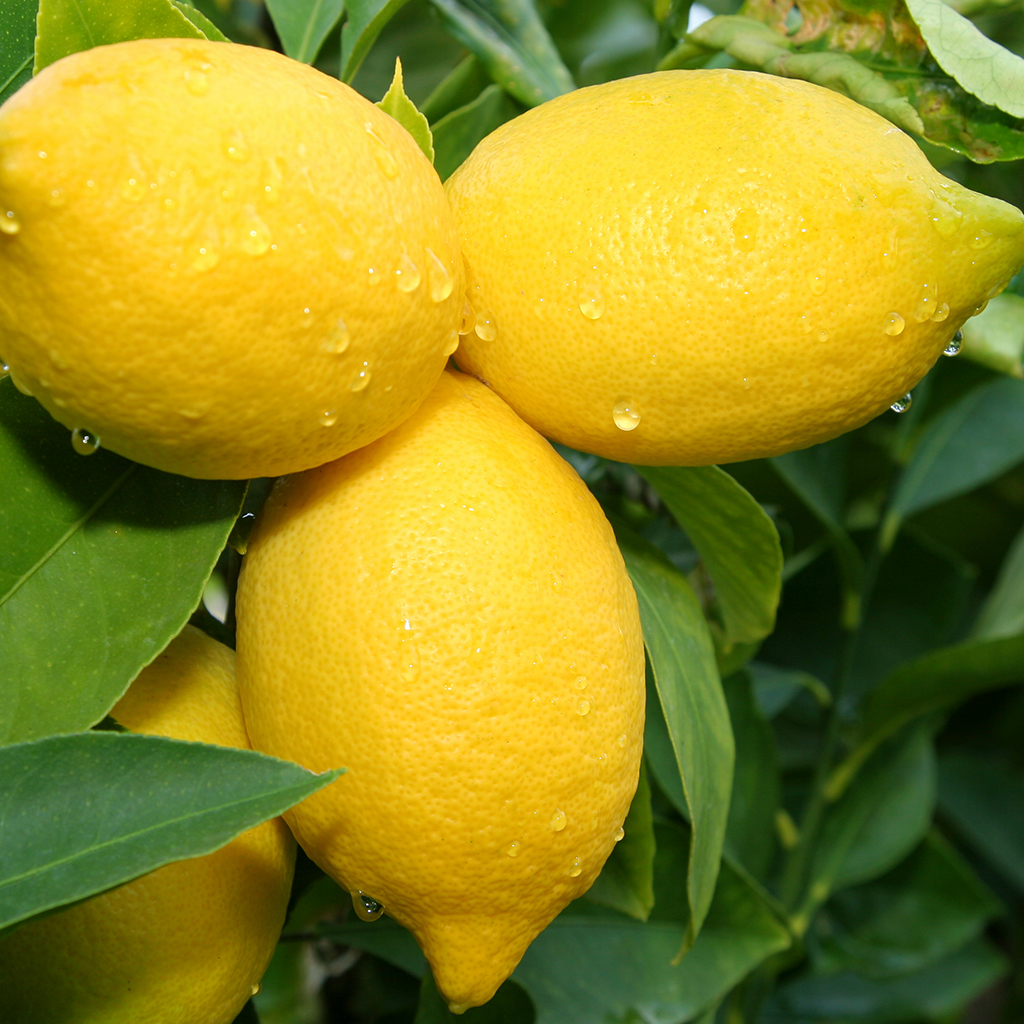 Lemon price
