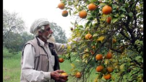 Kinnow Farming