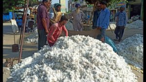 Cotton price