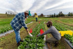 Organic Farming