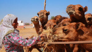 Camel Eating Grass