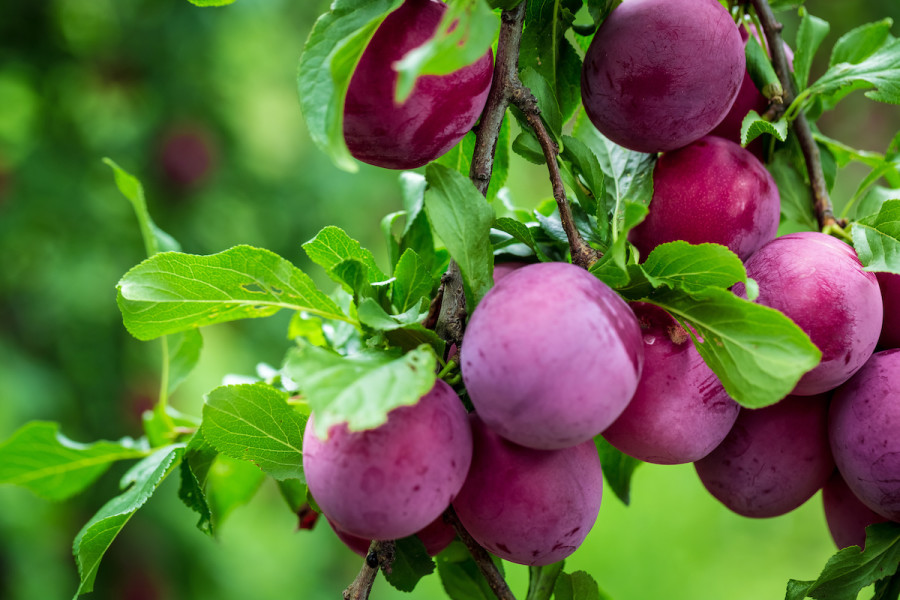 Plum Cultivation