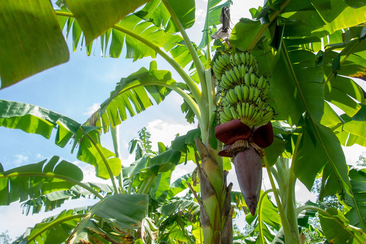 Banana Farmers