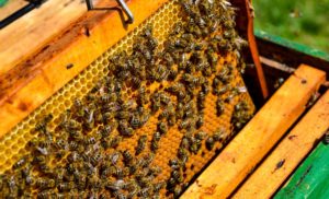 Beekeeping