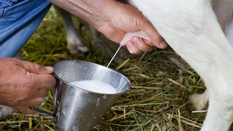 Milk Production