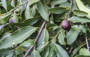 bay leaf cultivation