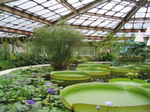 Greenhouse Farming in India