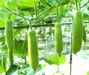 Bottle Gourd