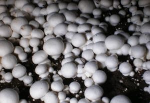 Mushroom production