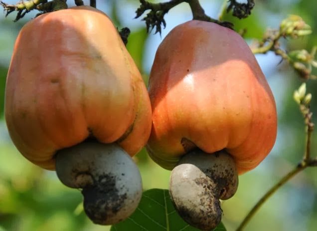 Post-Harvest Safety Measures in Mango and Cashew