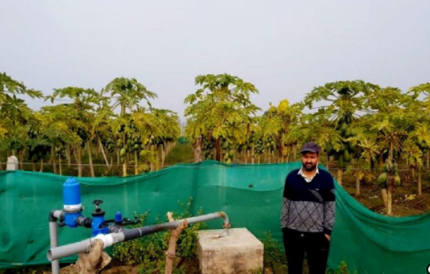 Papaya Cultivation