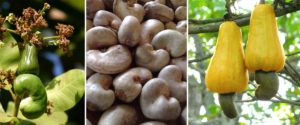 Cashew Nut Business