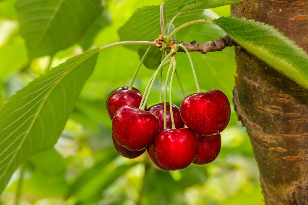 Cherry production