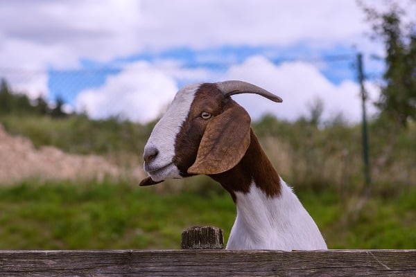 Goat Farming Loan